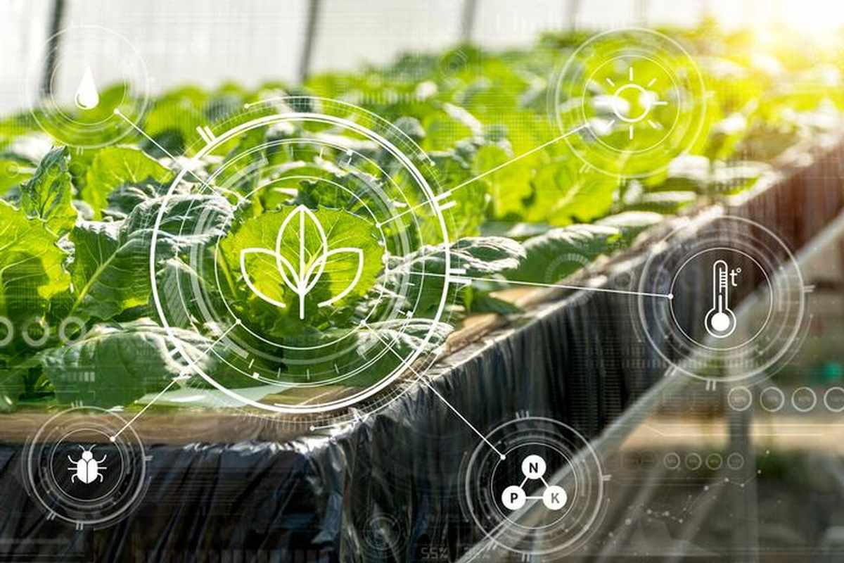 Saudi agritech Red Sea Farms nets $16mln in funding round with US investments