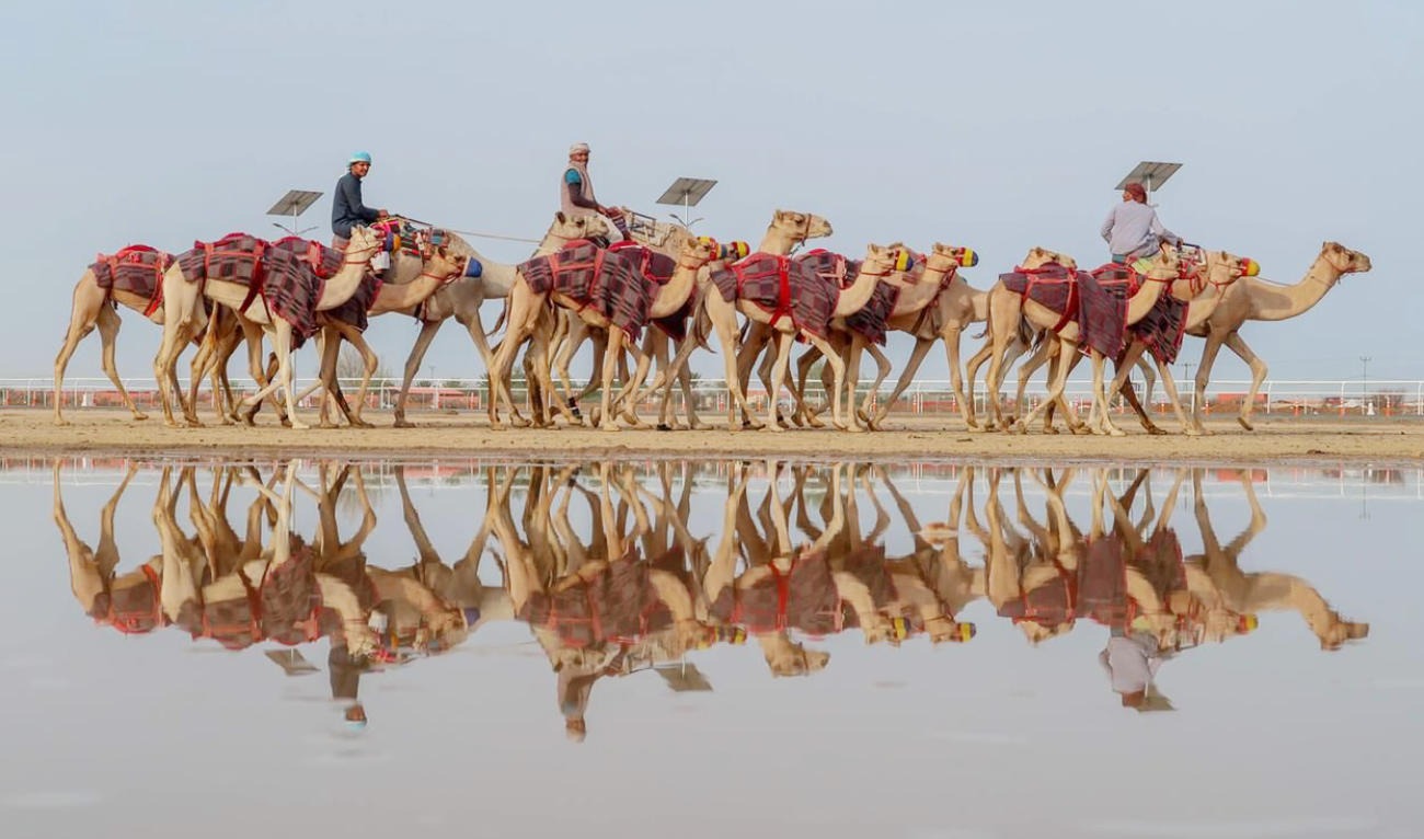 Saudi Arabia gears up to host world’s largest camel fest