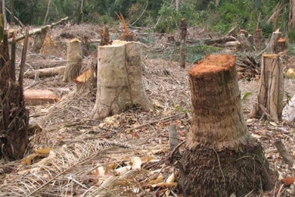 Up to SR20,000 in fine for illegal logging