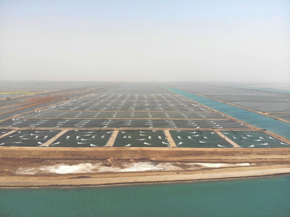 NEOM, TRSDC to help boost Saudi aquaculture yield fivefold by 2030