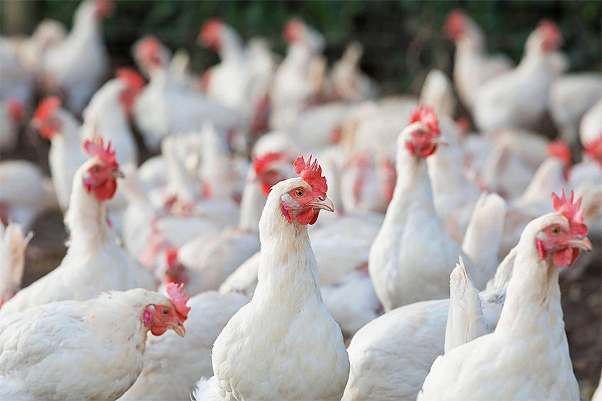 Hike in prices of poultry, other commodities seen