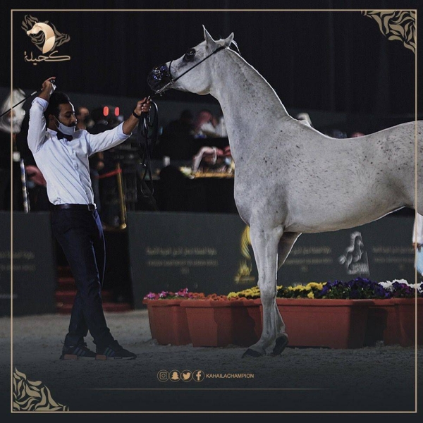 511 purebred Arabian horses to compete in Kahila championship from Wednesday