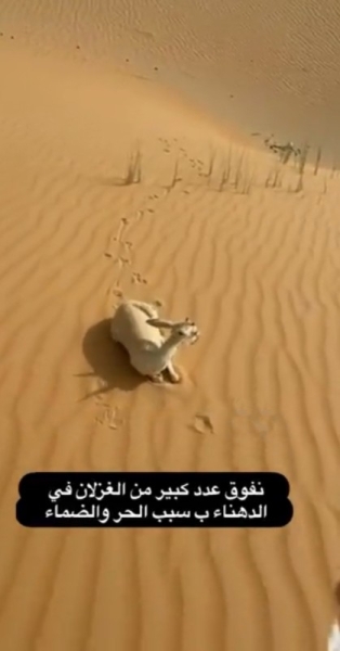 'Circulating video of antelopes' death is not in Saudi Arabia': NCW