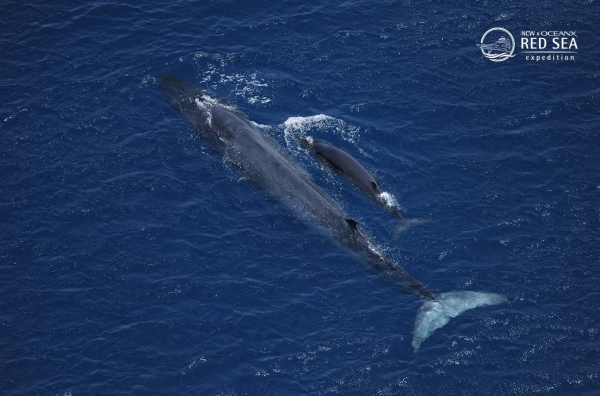 NCW finds a rare whale in the Red Sea