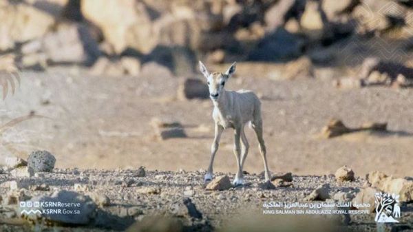 King Salman Reserve witnesses birth of Arabian Oryx for first time in 90 years