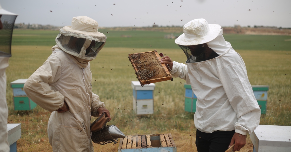 Climate change and war send Syria’s bees further afield