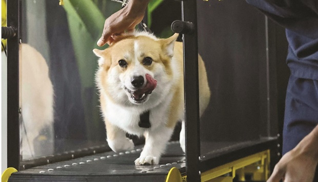 UAE’s perspiring pooches get air-conditioned workout