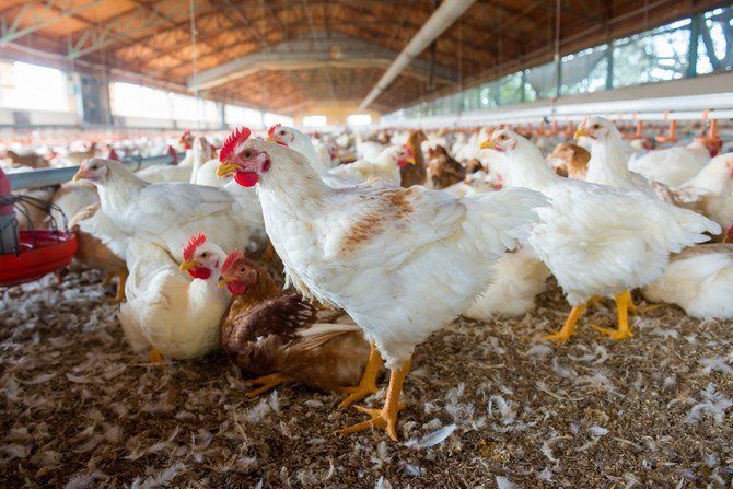 Egypt poultry trade hit by culling row