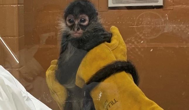 US Woman Smuggles Endangered Spider Monkey In Beer Box, Arrested