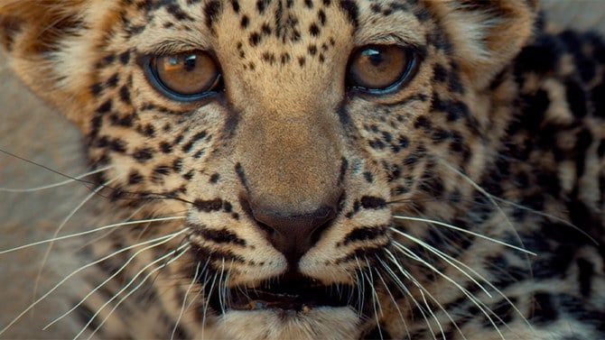 Sleepless nights, hope-filled days: Wildlife experts tirelessly work to save Arabian leopard from extinction