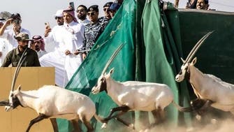 Oryx walk the sands of Saudi’s NEOM for the first time in 100 years