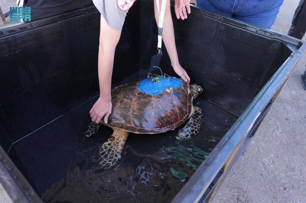 Endangered turtle returns to Red Sea after recovery 