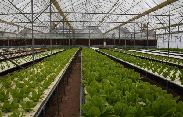 Al-Fadhli approves plan to increase agricultural production in greenhouses by SR4bn until 2025
