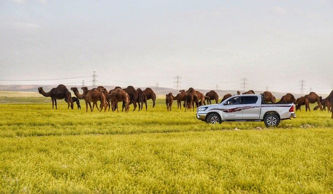 Saudi industry chiefs in deal to establish Animal Protein city