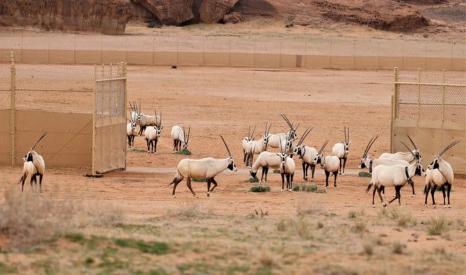 Saudi Arabia releases more than 1,500 endangered animals in AlUla
