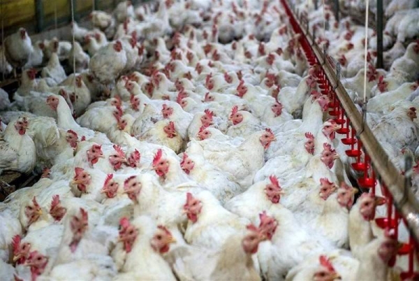 Saudi Arabia bans poultry from Argentine region, lifts ban on French imports