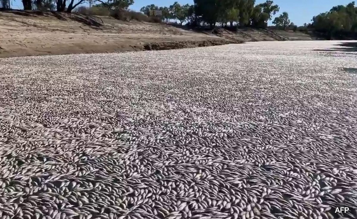 Millions Of Dead Fish Clog Australian River