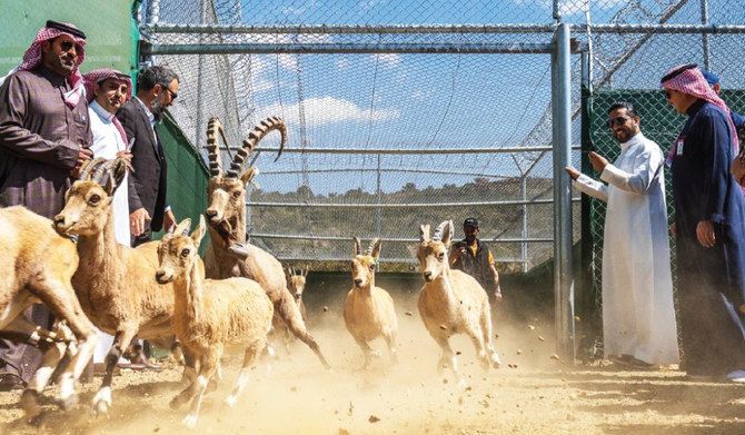 Saudi Arabia’s soudah becomes new home for 23 endangered mountain ibexes