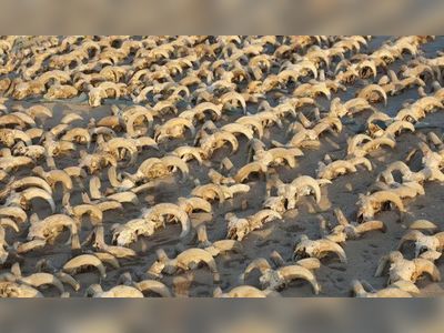 2,000 mummified ram heads uncovered in Egypt’s Abydos