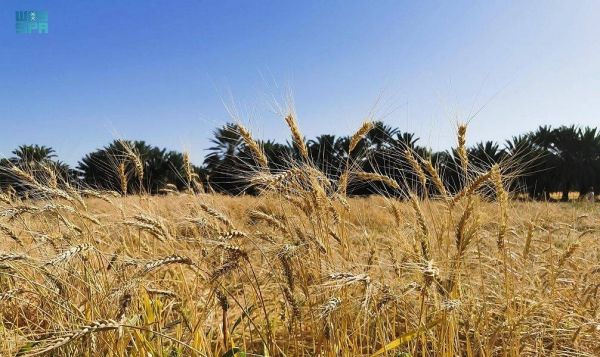 Food Security Authority issues tender to import 480,000 tons of wheat