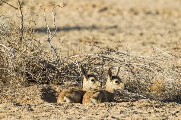 NEOM reserve witnesses birth of first generation of young antelopes and ibex