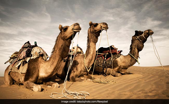 The Reproductive Biotechnology Centre in Dubai clones elite racing camels, beauty contest winners, milk producing camels, and prized males using a process called somatic cell nuclear transfer