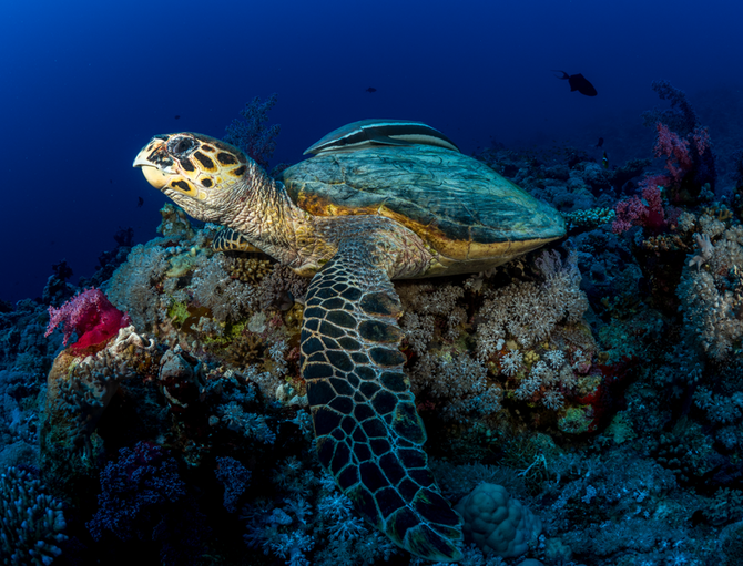 Red Sea Global announces findings of comprehensive new wildlife and ecosystem study