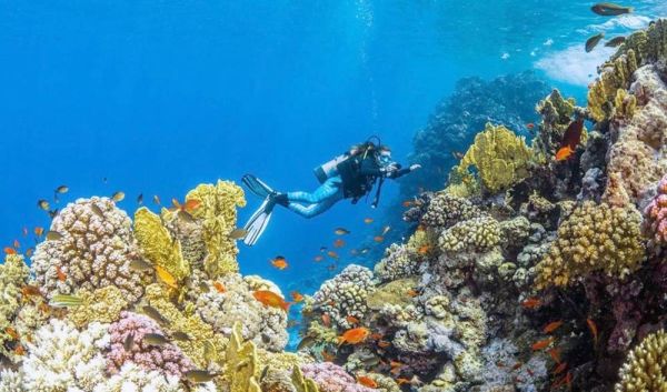 Biodiversity of Red Sea coastline explored in comprehensive new ecosystem study