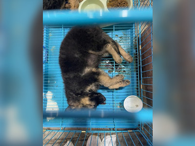 Egyptian Police Make Several Arrests in Connection with Animal Cruelty Incidents