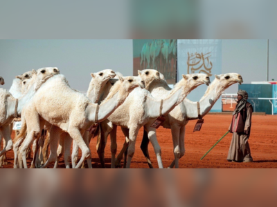 Al-Abil Club issues a statement after incidents of tampering with two female camels in the competition