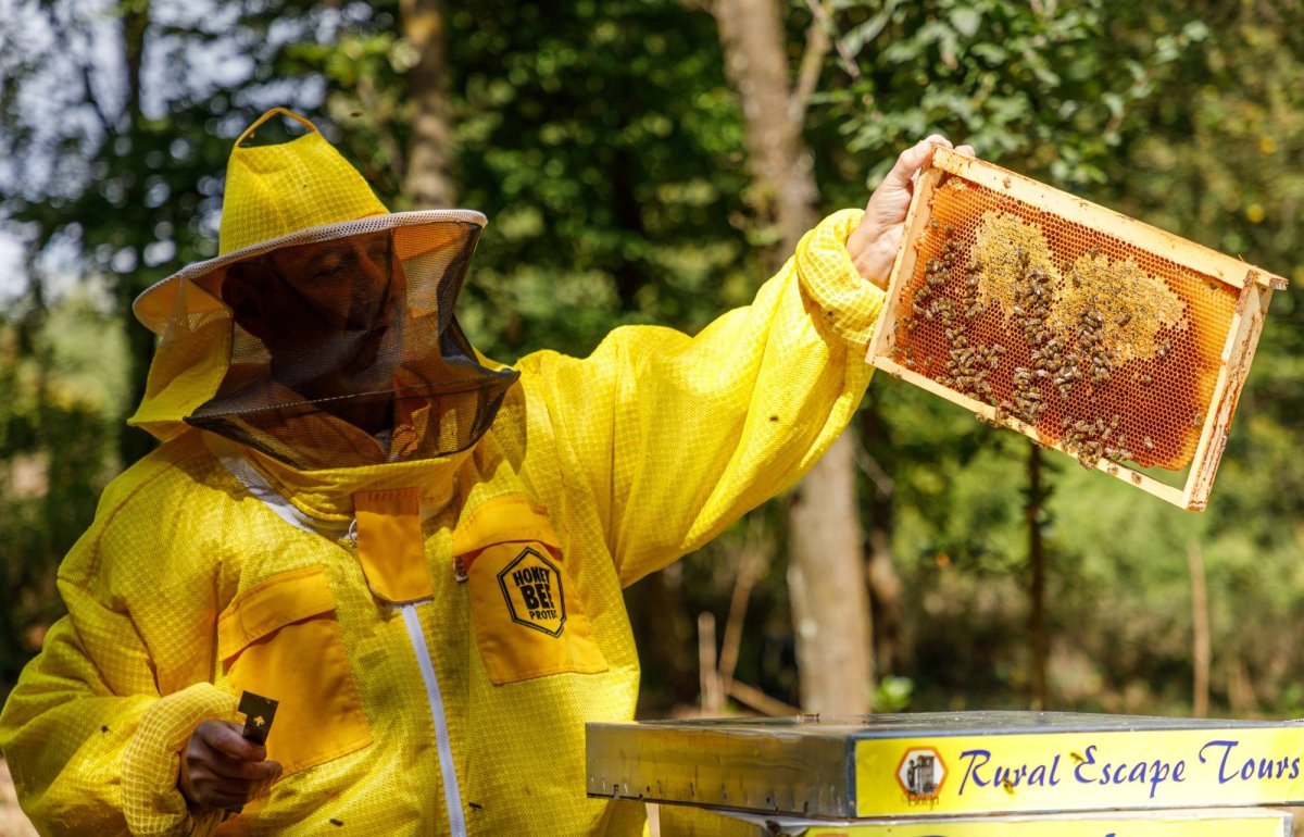 العسل كعلاج للحساسيات الموسمية: ماذا يقول العلم؟