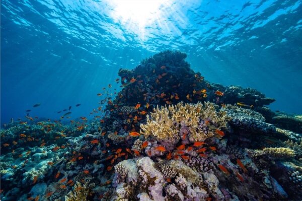 KAUST and NEOM Launch World's Largest Coral Restoration Initiative: Producing 444,000 Corals Annually to Save Marine Ecosystems