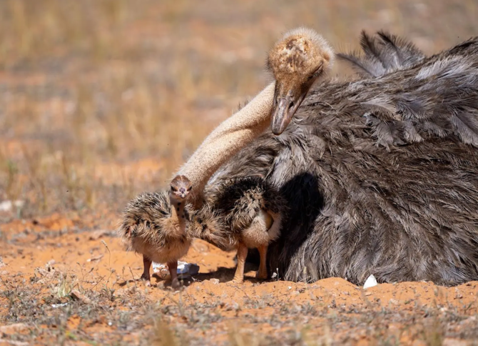 ITBA Announces Birth of Extinct Red-Necked Ostrich Chicks in Saudi Arabia's Nature Reserve