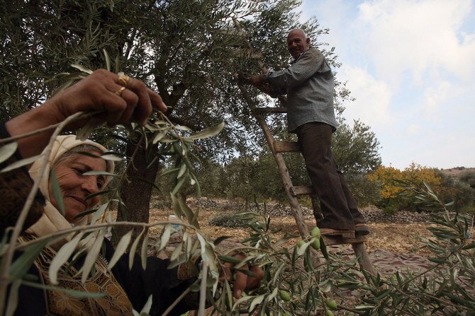Jordan's Ancient Olive Trees Nominated for UNESCO Intangible Heritage List