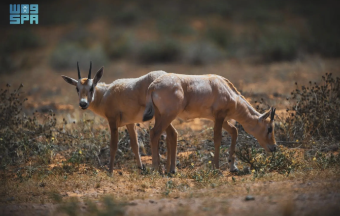 Walong Arabian Oryx Calves na Ipinanganak sa Imam Turki bin Abdullah Royal Reserve: Isang Makabuluhang Hakbang sa Pagpapanatili